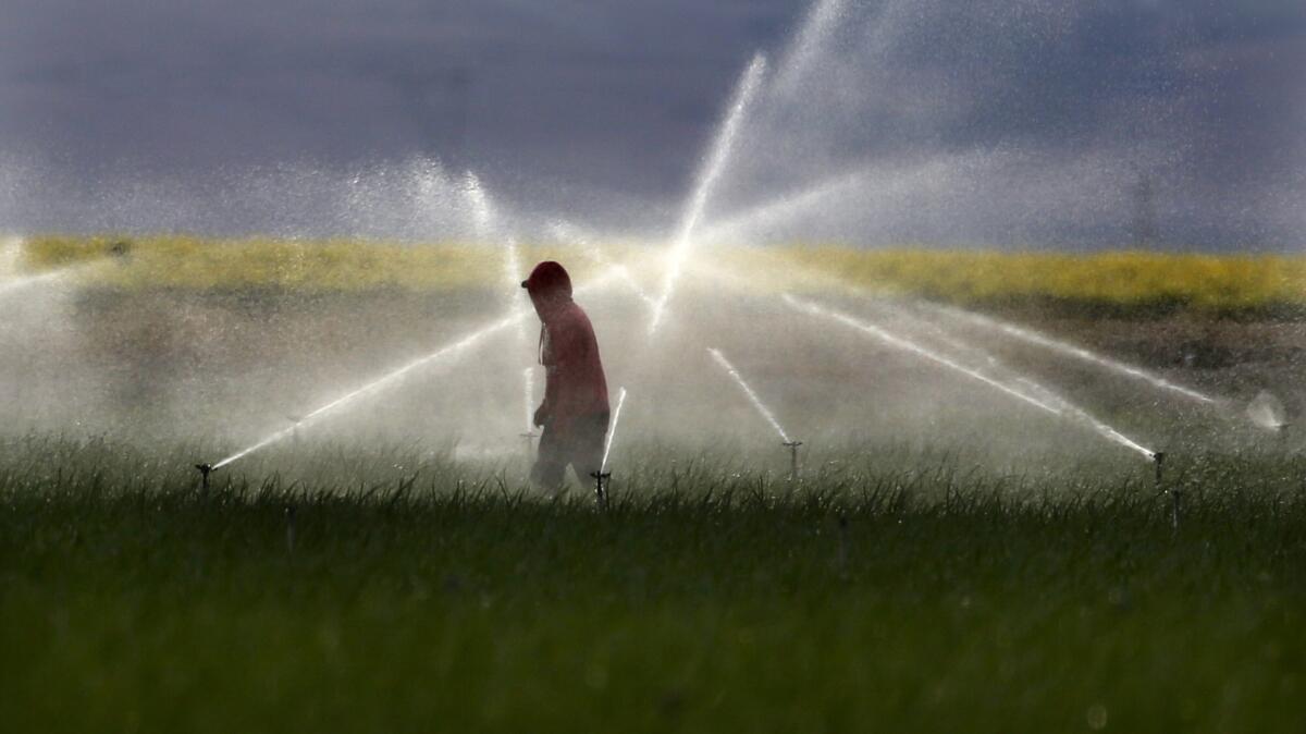 A farmworker adjusts sprinklers at a farm in Mettler, Calif., south of Bakersfield.