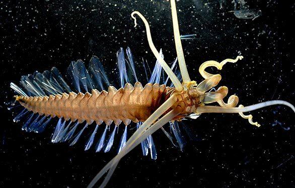 It looks like a bizarre variety of squid, but this creature that biologists found in the Celebes Sea, off Borneo, is actually a new species of worm. The $650-million, decade-long census project is due to finish next year.