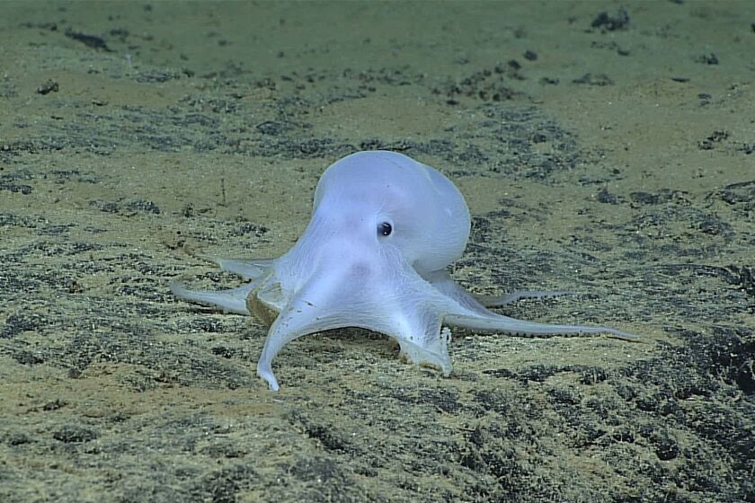 A ghostlike octopod observed at the Necker Ridge near Hawaii is almost certainly an undescribed species and may not belong to any described genus.
