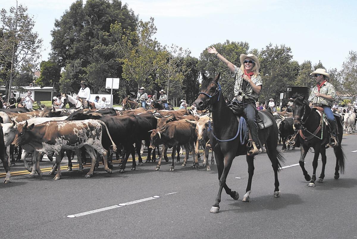 A previous cattle drive goes down Fair Drive on the way to the OC Fair.