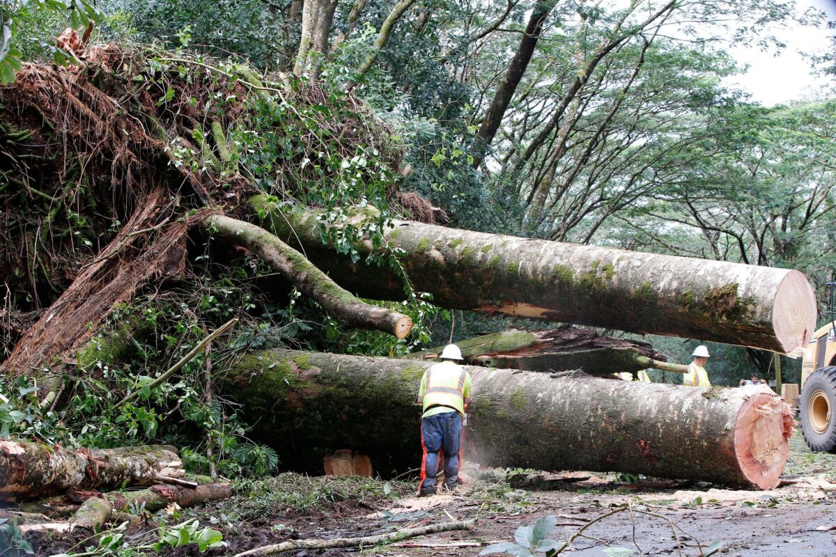 Road crew workers clear the main thoroughfares of the devastation left in the wake of Hurricane Iselle in Pahoa, Hawaii.