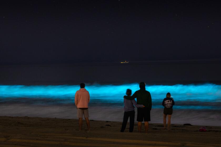 HERMOSA BEACH, CA - APRIL 25: Bioluminescent waves glow off the coast of Hermosa Beach, CA, Saturday, April 25, 2020. The phenomenon is associated with a red tide, or an algae bloom, filled with dinoflagellates which react with bioluminescence when jostled by the moving water. During the daytime, due to the pigmentation of the dinoflagellates, the water can turn a deep red, brown, or orange color, giving red tides their name.(Jay L. Clendenin / Los Angeles Times)