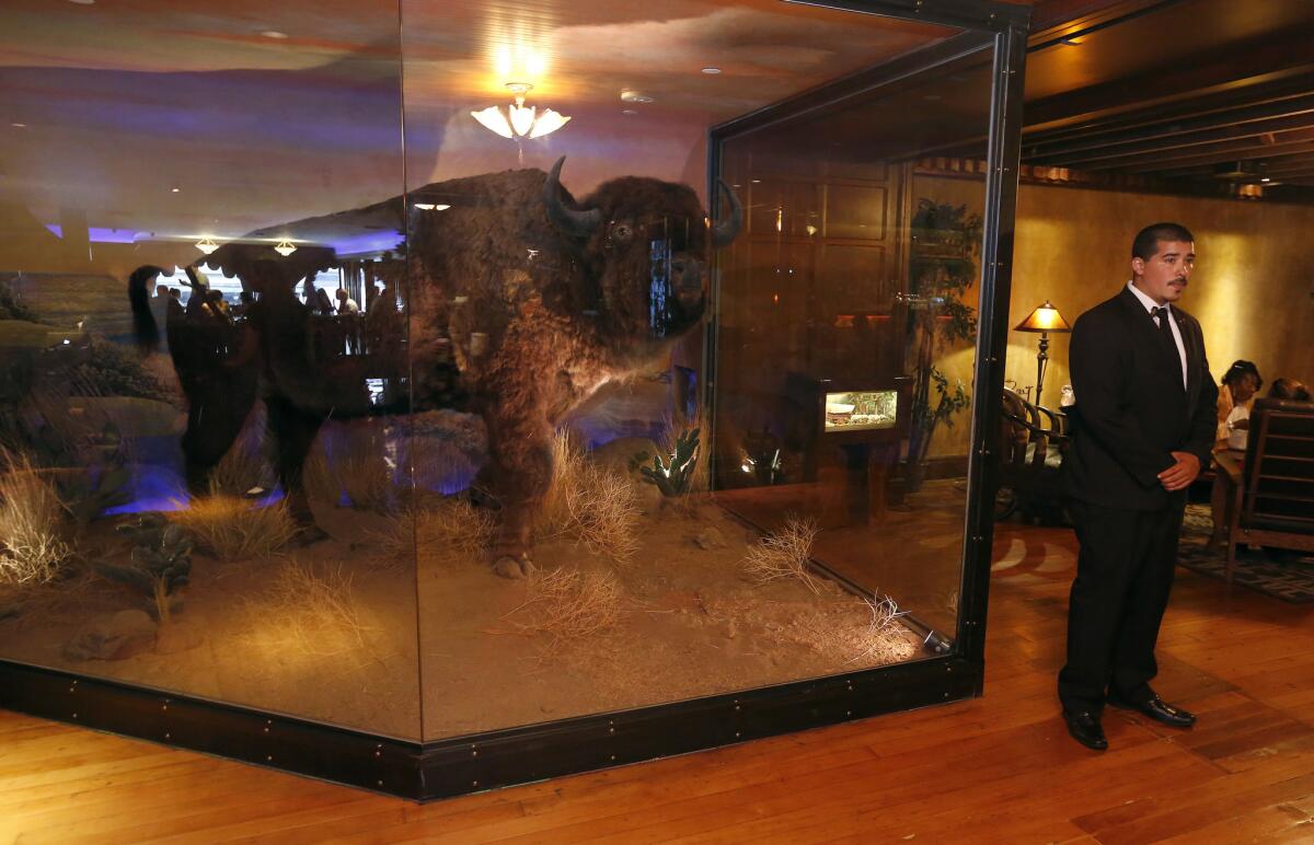 A taxidermy bison estimated to be 70 to 90 years old is on display inside Clifton's cafeteria.