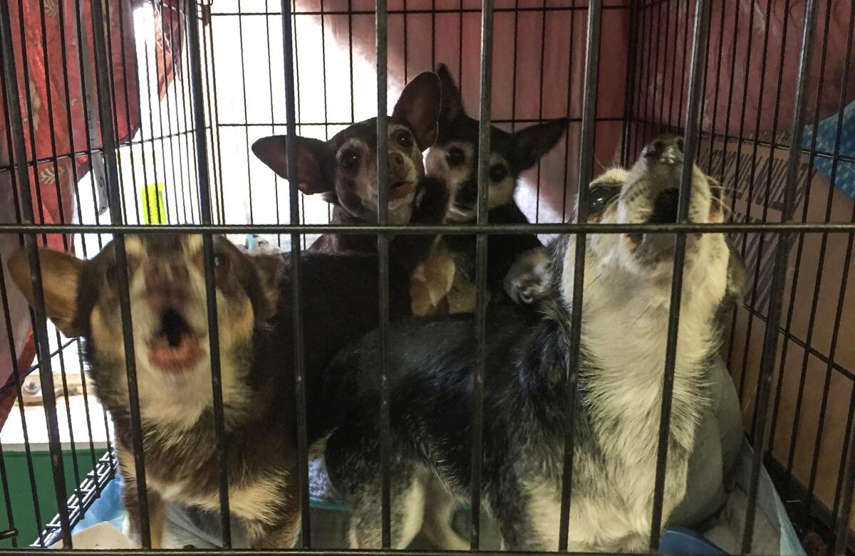 Four dogs in a crate