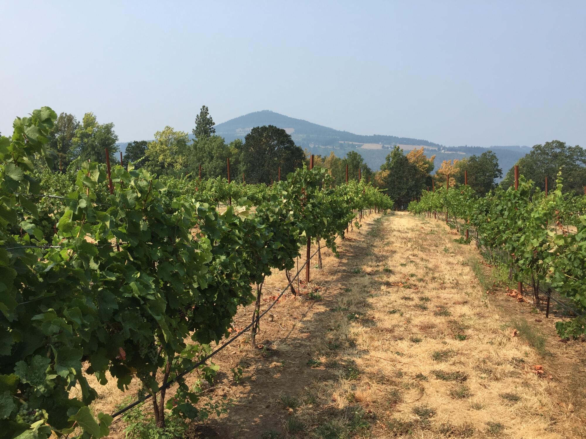 The vineyards at Cathedral Ridge Winery in Hood River, Ore.