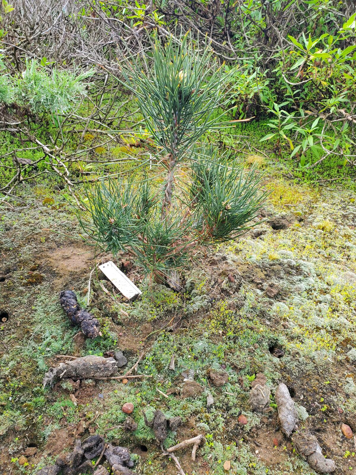 A young Torrey pine tree grows in the Scripps Coastal Reserve.