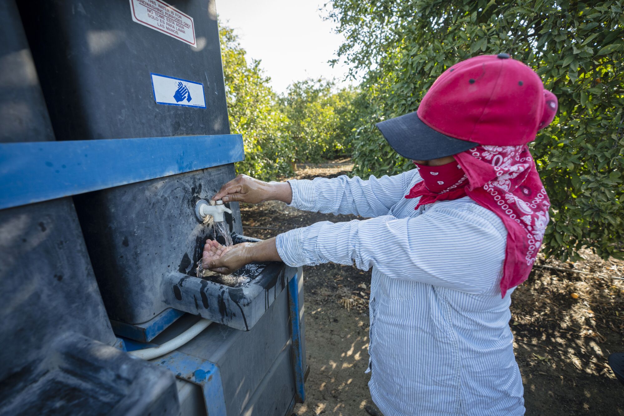 A farmworker washes her hands at an orange orchard in Visalia.