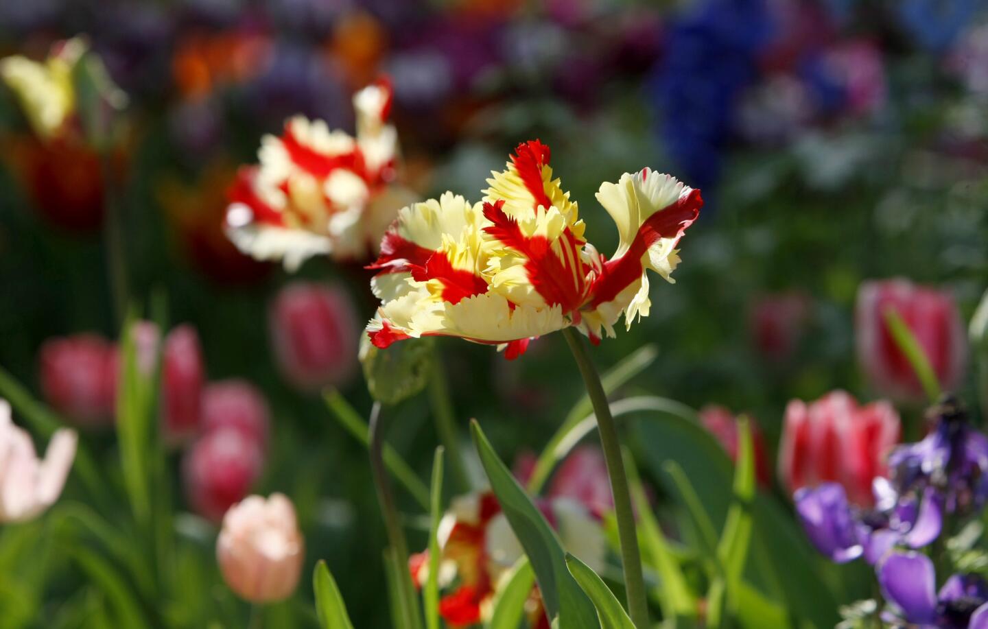 Photo Gallery: Descanso Gardens in full bloom first week of Spring