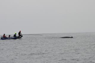 A crew from the National Oceanic and Atmospheric Administration successfully freed a young humpback whale from fishing equipment on Friday, a week after the struggling animal was first sighted in southern California waters. on July 19, 2024