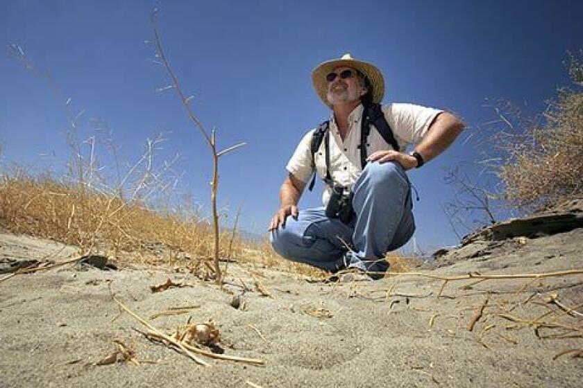 Research ecologist Cameron Barrows searches for the flat-tailed horned lizard in a wind-swept area of the desert east of Palm Springs. This is the last corner in the Coachella Valley that still has a population of these lizards, he said.