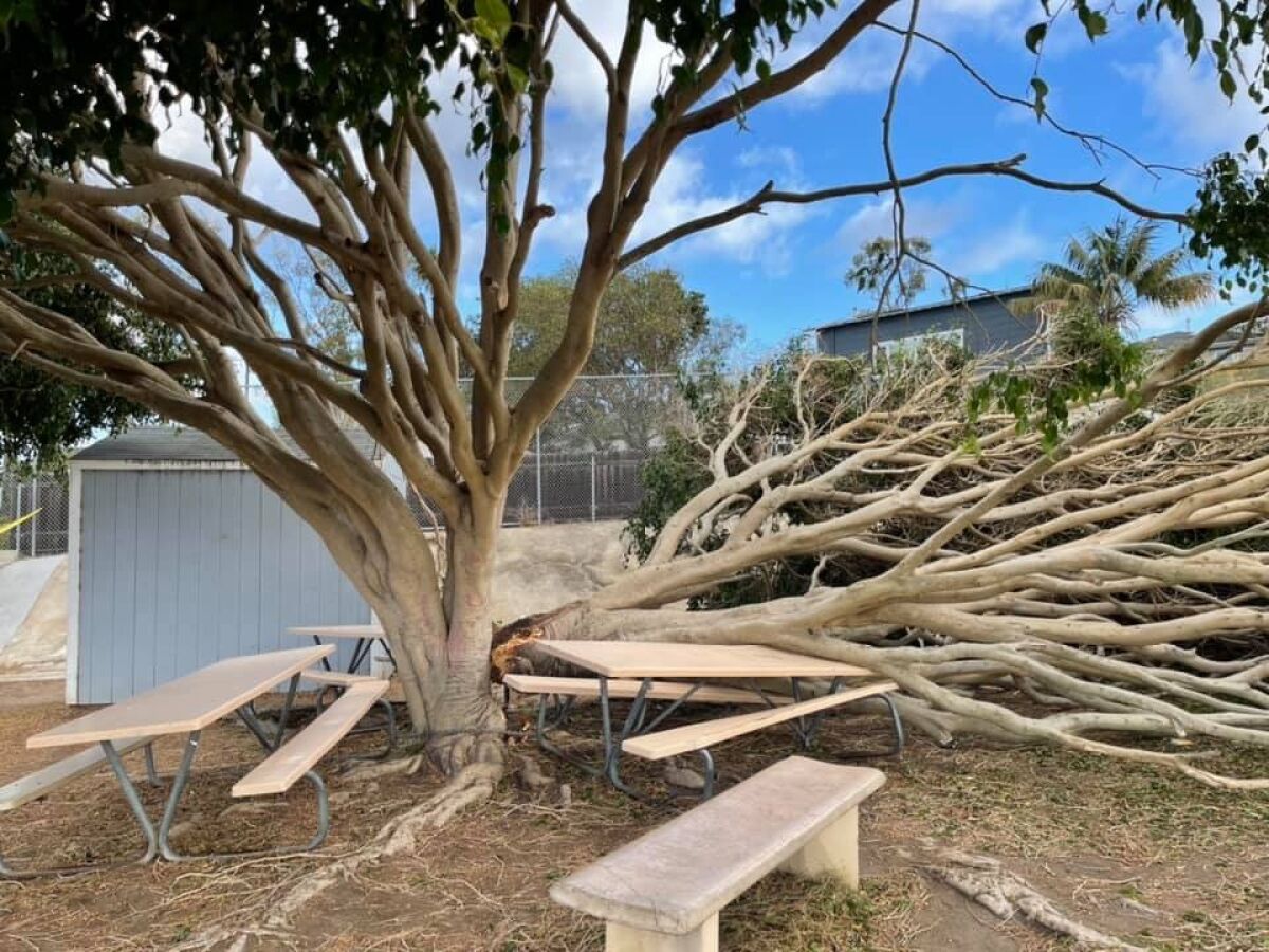 The fallen ficus tree on the Bird Rock Elementary School joint-use field had to be removed.