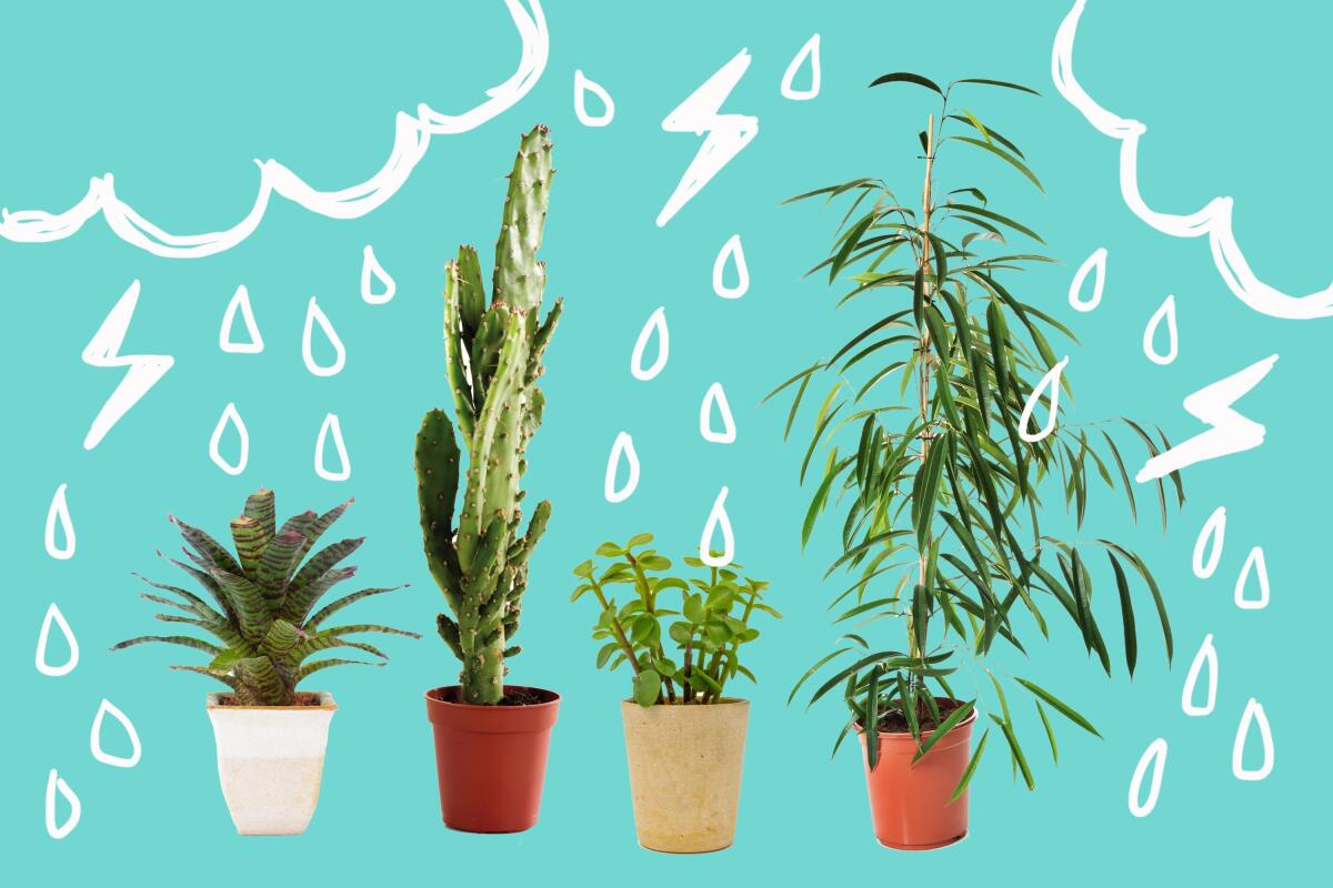 An illustration of rain clouds with photos of plants.