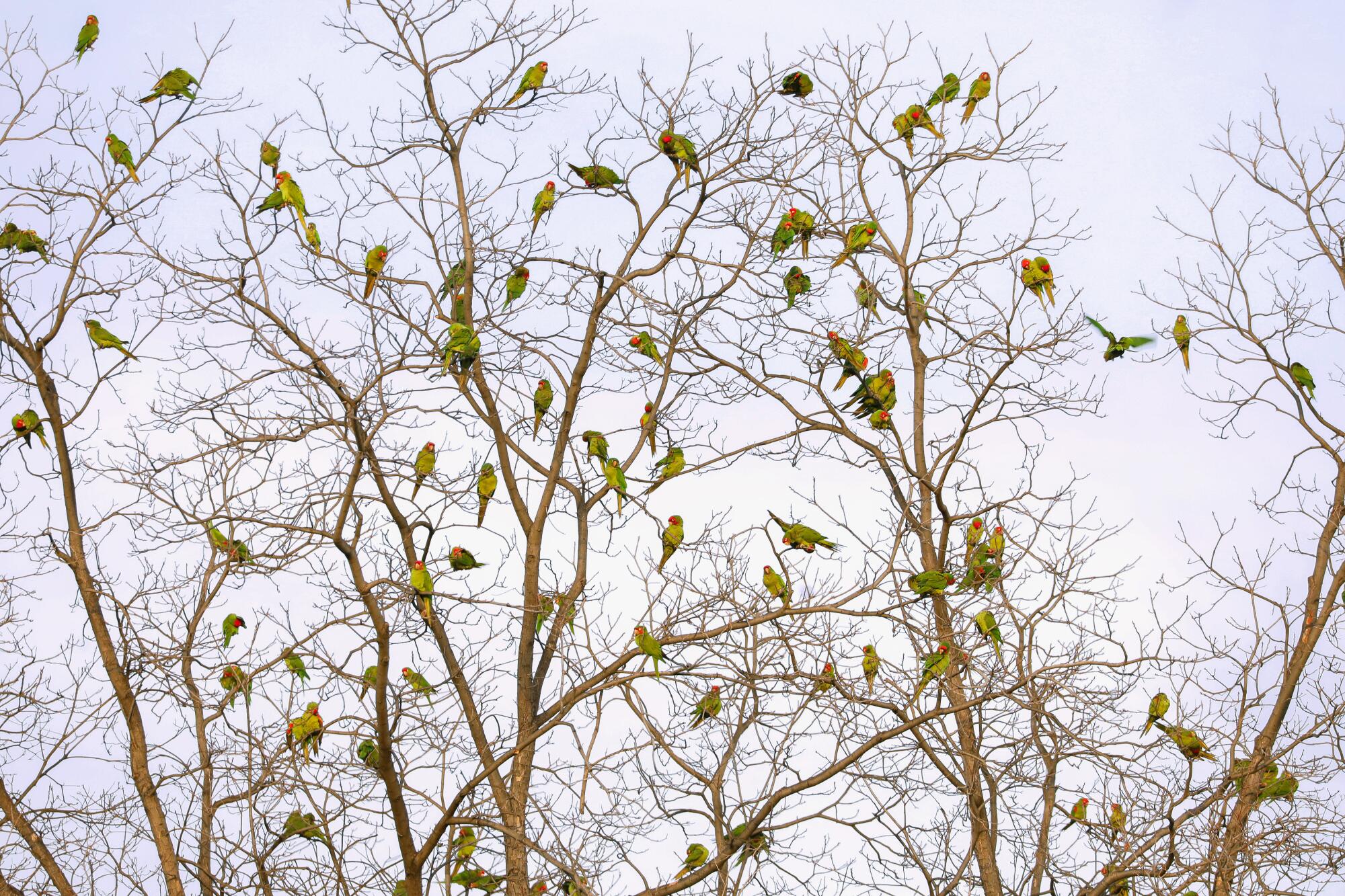 Parrots fill the branches of a tree.