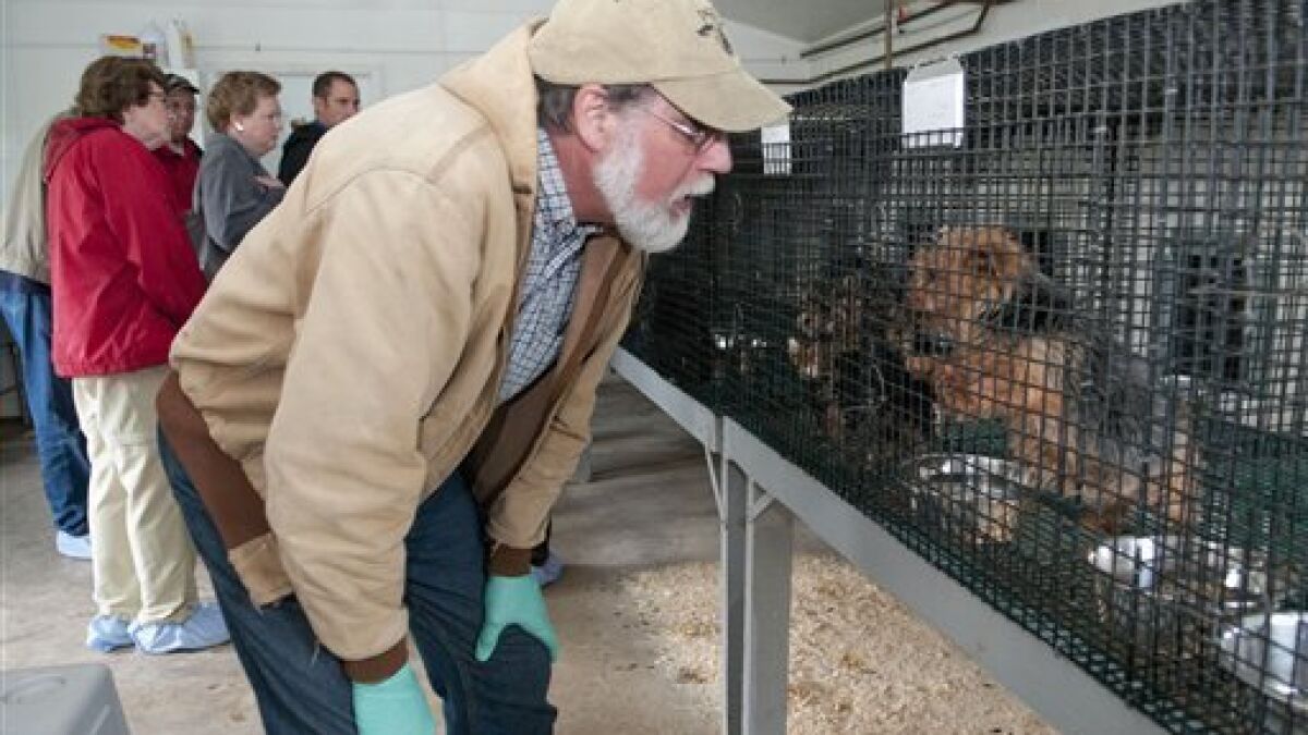 do amish run puppy mills