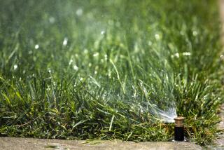 LOS ANGELES, CA-MAY 20, 2022: A green lawn on 78th St. in South Los Angeles receives water from a sprinkler. It's going to be a summer of brown grass and hard choices for Southern California lawn owners facing the Metropolitan Water District's one day a week watering restrictions starting June 1. (Mel Melcon / Los Angeles Times)