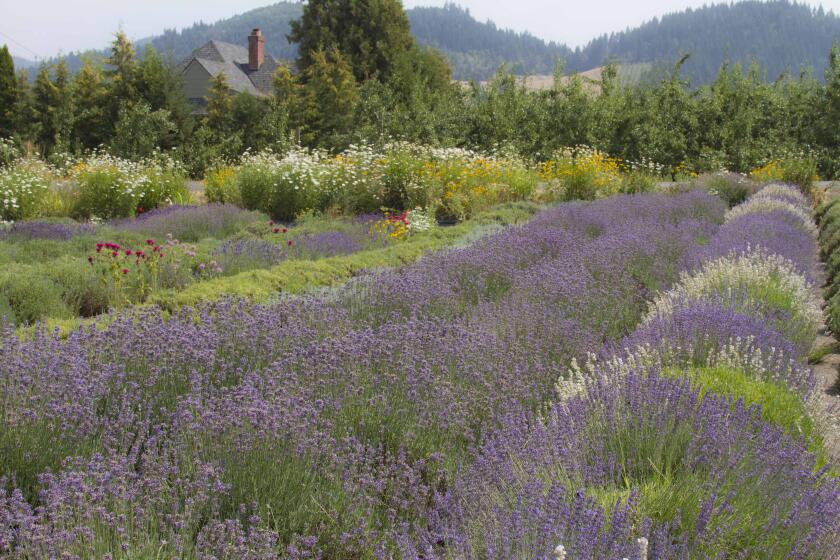 A vigorous hedge of English lavender thrives in a northern California garden.
