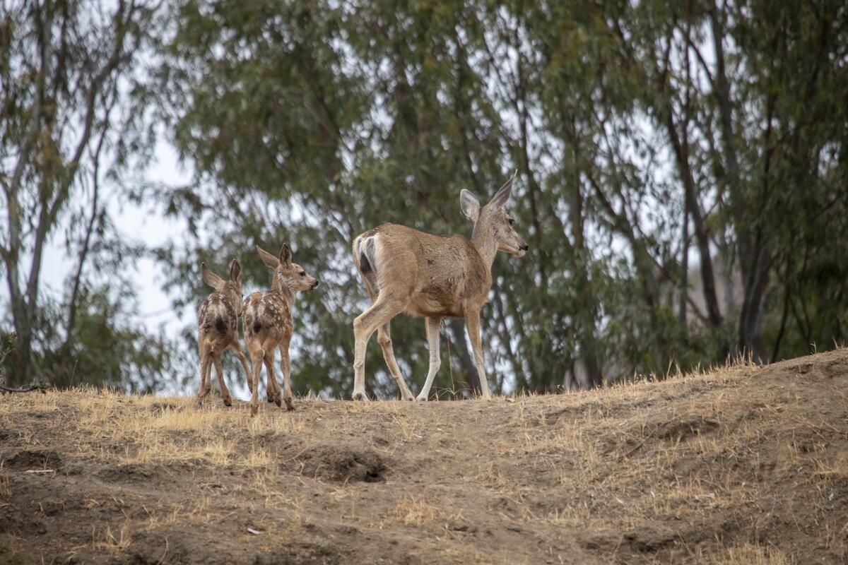 A deer and its offspring walk near the Catalina Island Medical Center in Avalon.