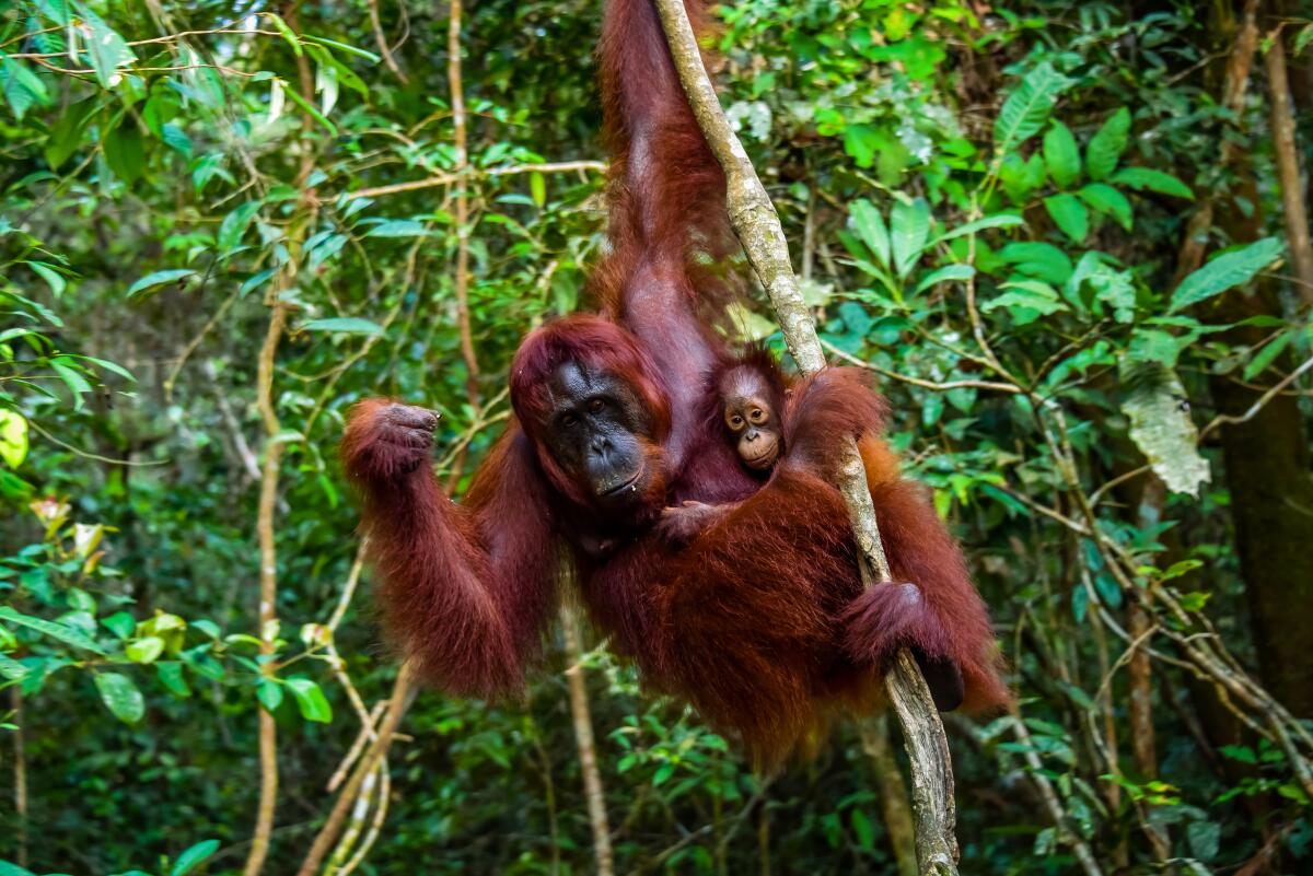 An image from BBC America's "She Walks With Apes."