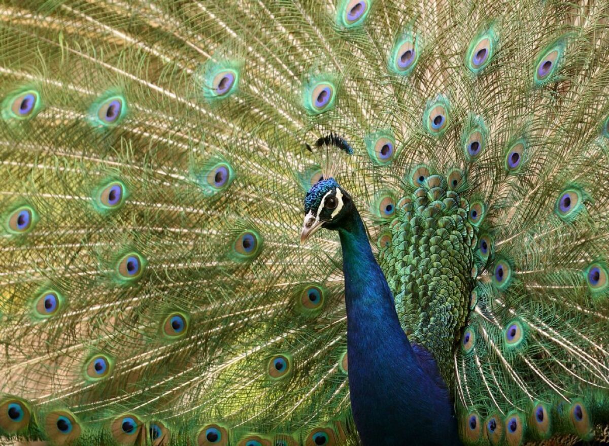 Before mating with peacocks, females check out males' backsides ...