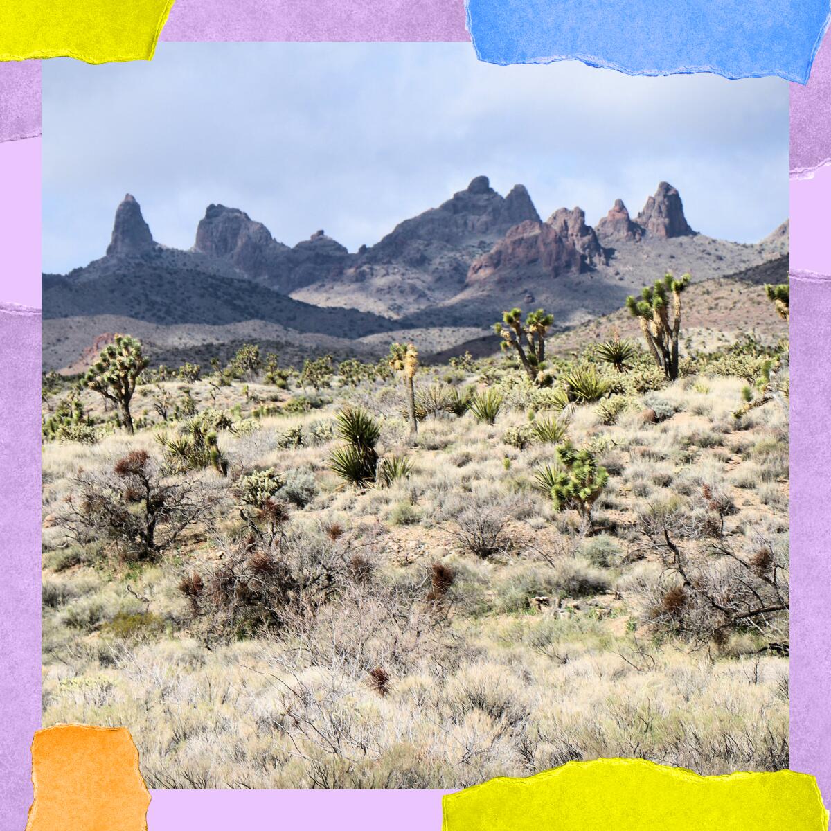 Short desert trees in the foreground amid scrub. In the background are rocky peaks.