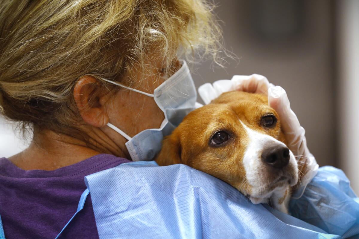 A rescued beagle gets medical treatment July 24 at the Helen Woodward Animal Center in Rancho Santa Fe.