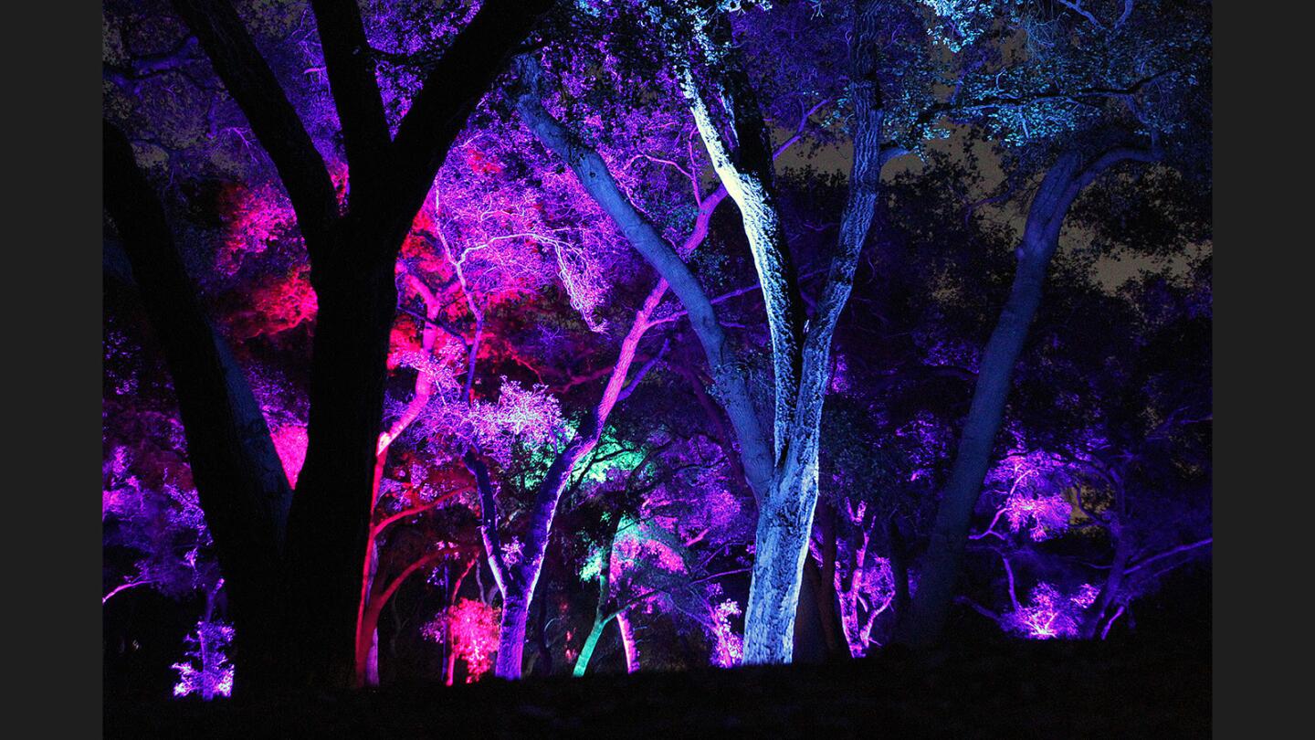 Photo Gallery: Descanso Garden's Enchanted: Forest of Light!