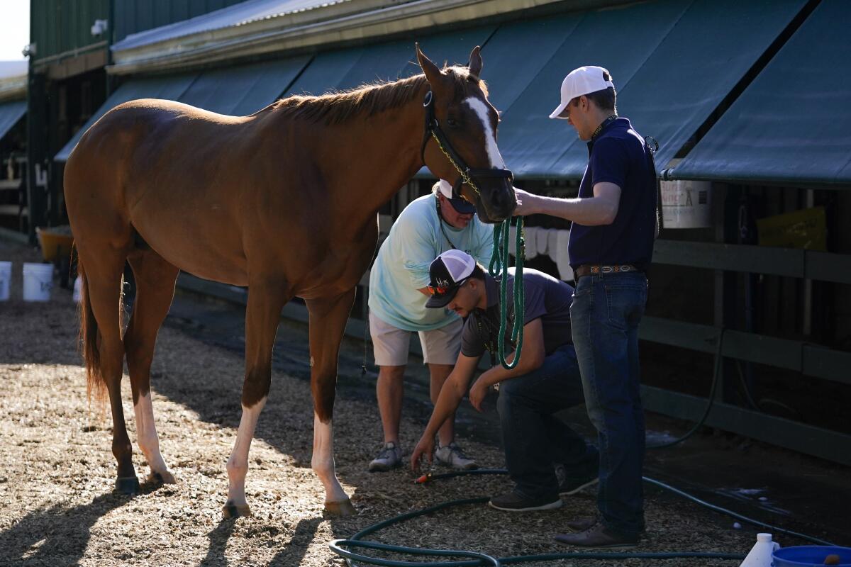 Preakness entrant Fenwick is cleaned up after working out ahead of the Preakness Stakes Horse Race.