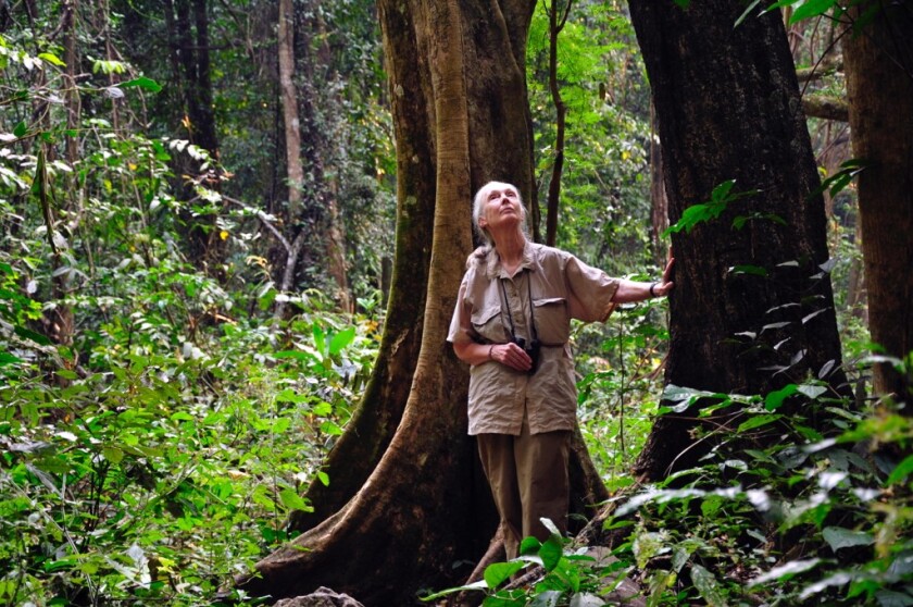 A woman in khaki looks up while standing amid large trees.