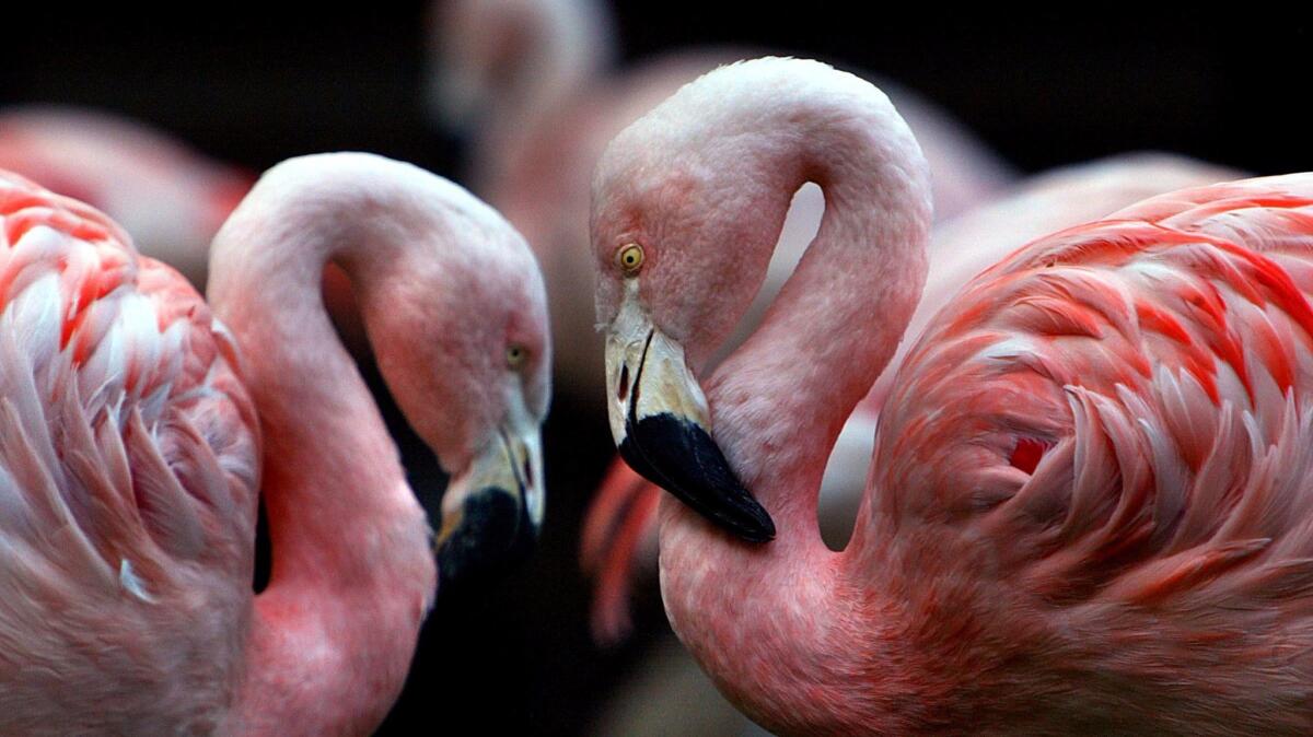 Pink flamingos strike a pose at the wildlife habitat of the famed Flamingo Las Vegas. The 70-year-old hotel-casino plans to renovate about a third of its guest rooms.