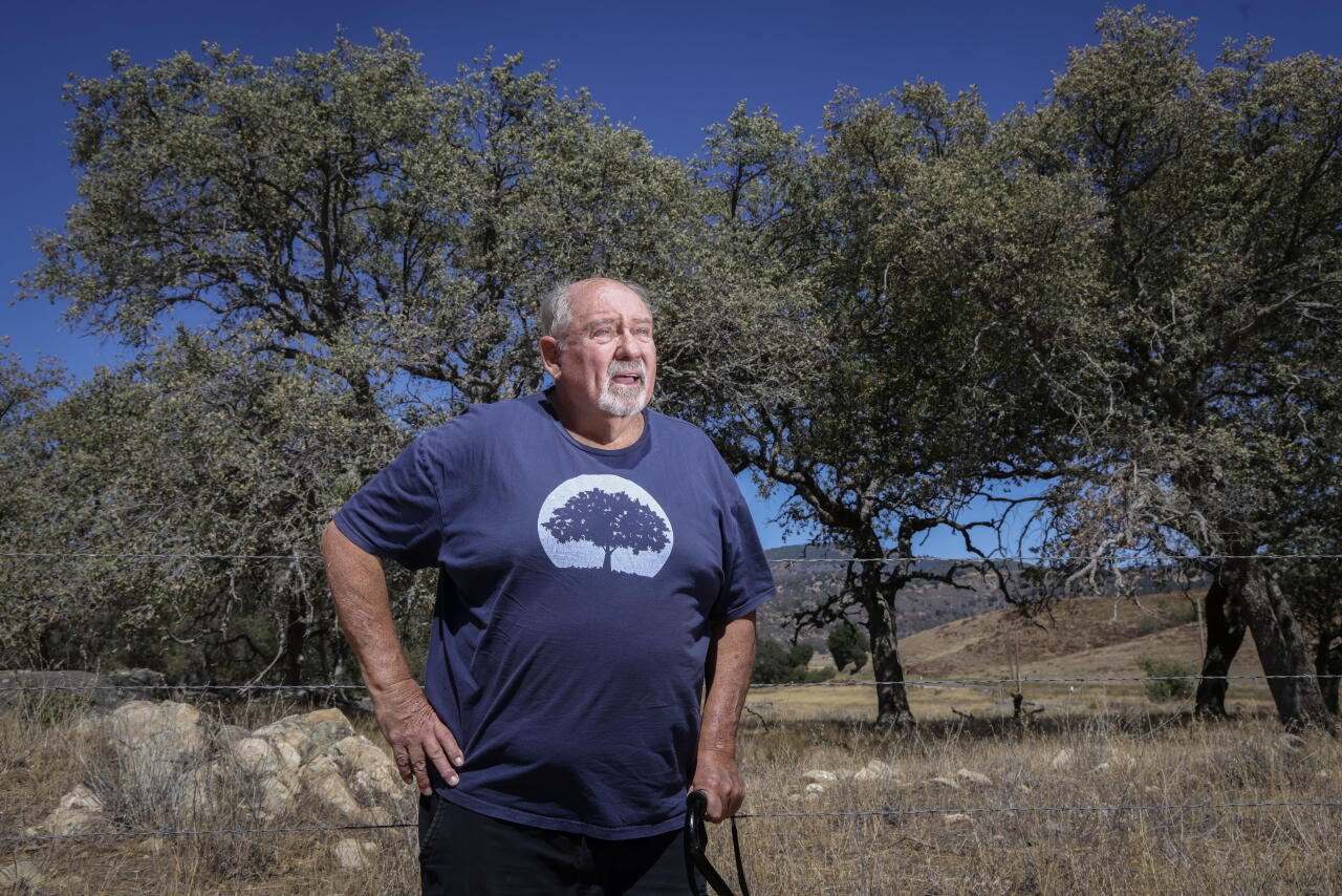 A man stands in a field oak trees.