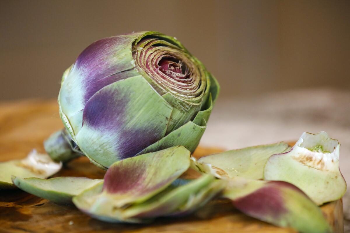 An artichoke with the stem trimmed, the top trimmed and excess leaves pulled off and ready for steaming.