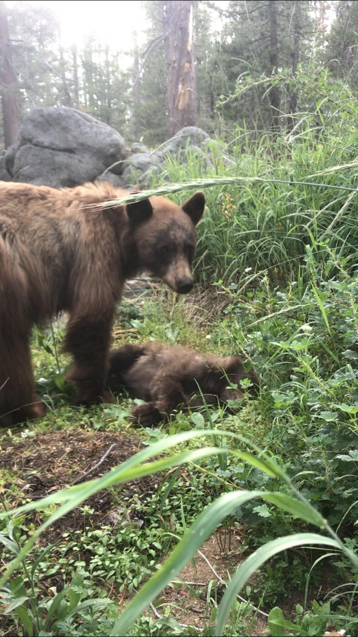 A mother bear stands over the body of her cub, killed by a vehicle in Yosemite National Park.