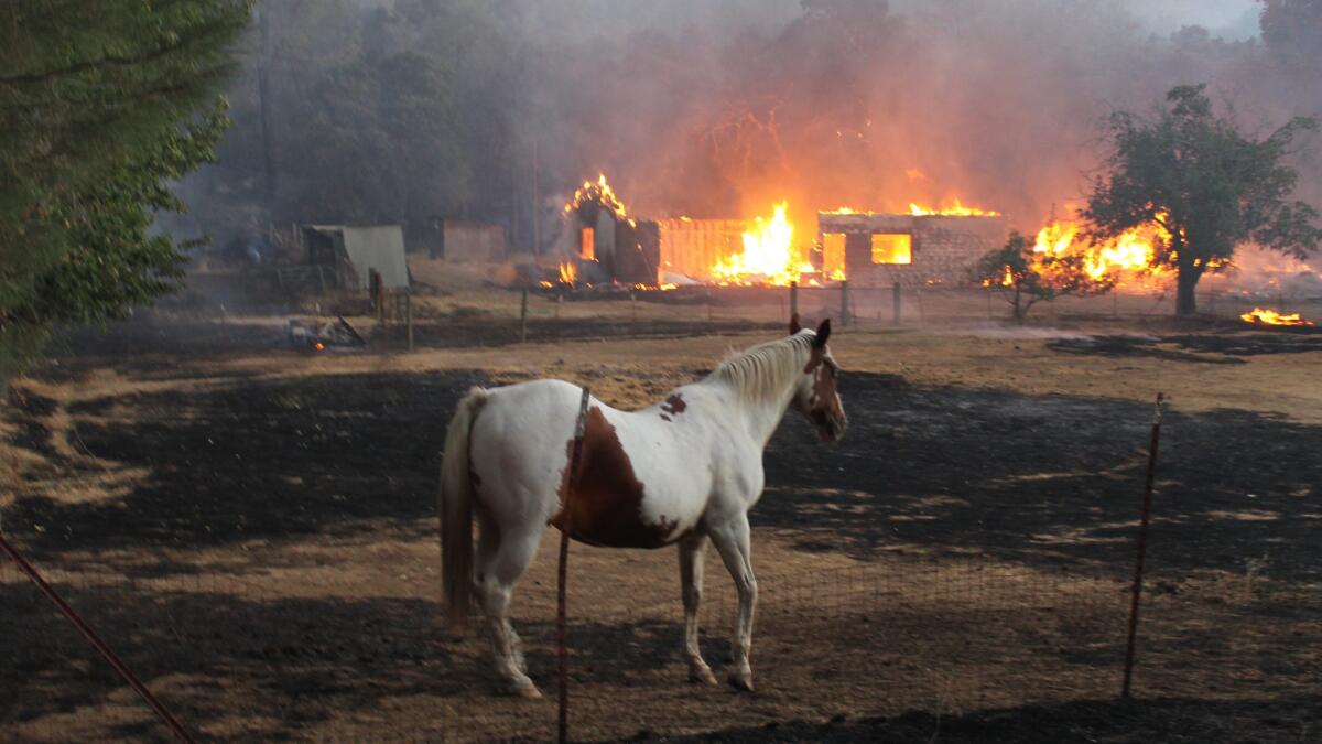 A horse wanders at a burned area as the Clayton Fire affected Lower Lake, in Lake County.