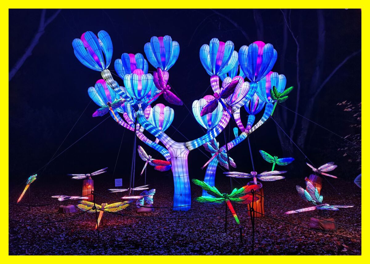The best summit-worthy snacks to help you refuel on your hike 11 A large glowing cactus sculpture surrounded by glowing dragonfly sculptures
