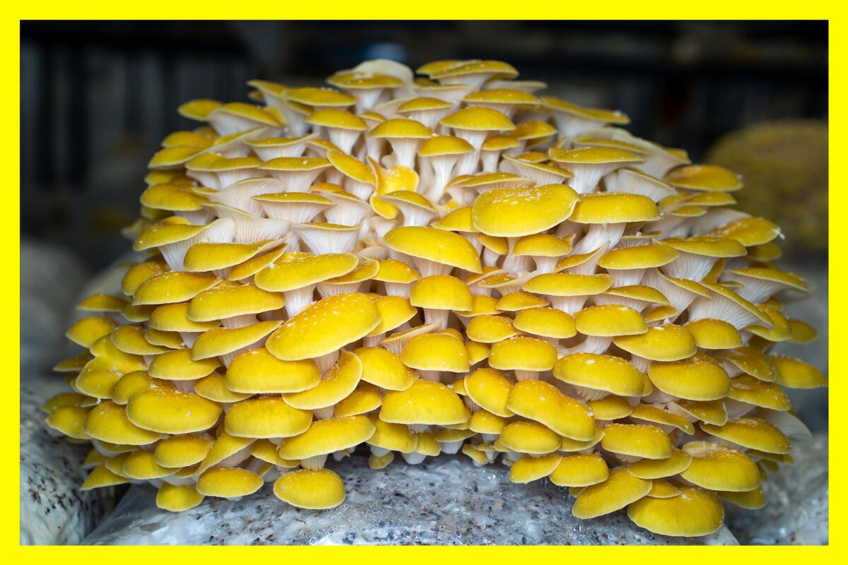 A large cluster of yellow oyster mushrooms.