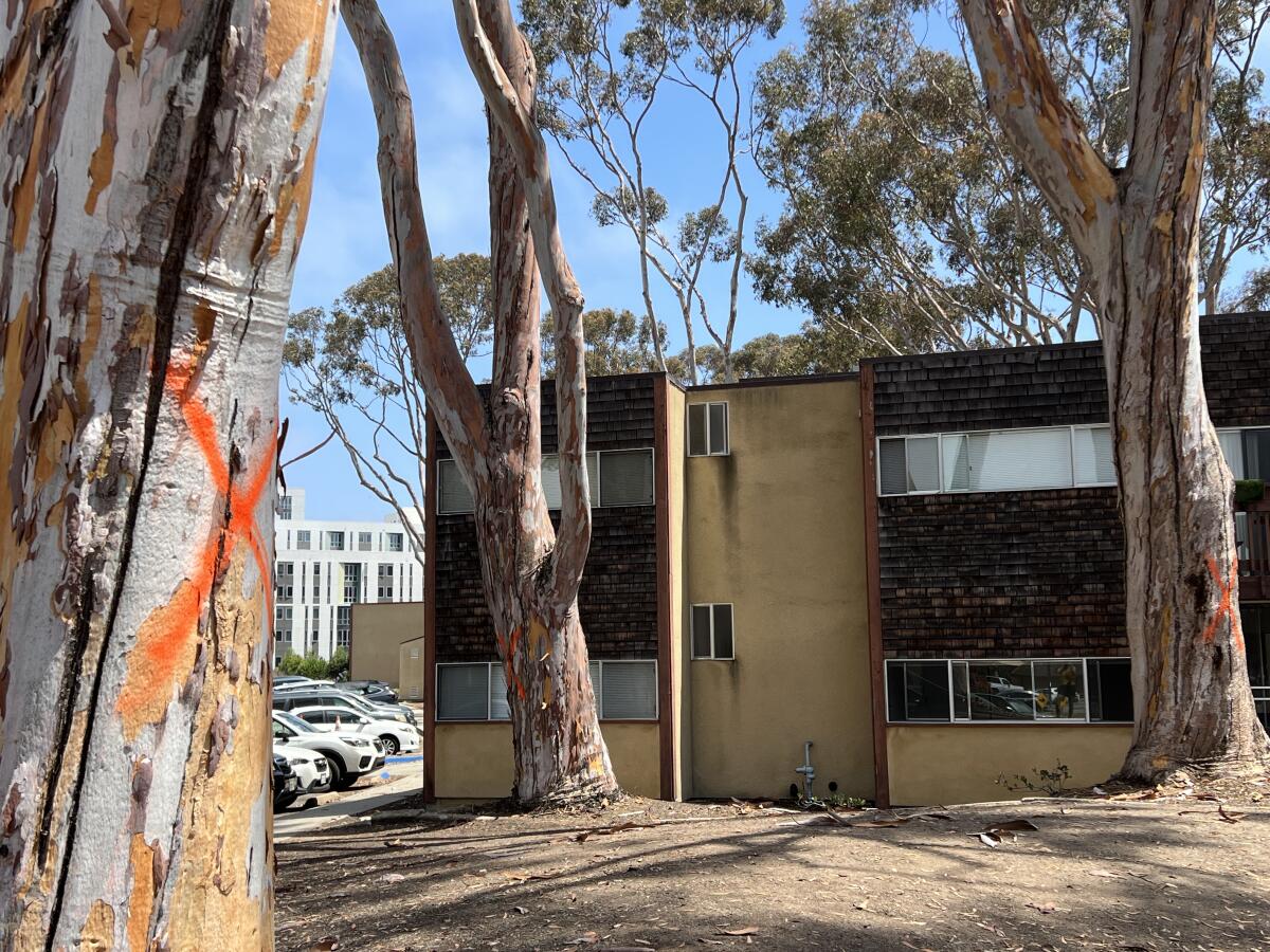UCSD says removal of 250 eucalyptus trees is needed for the safety of on-campus residents in South and Central Mesa housing.