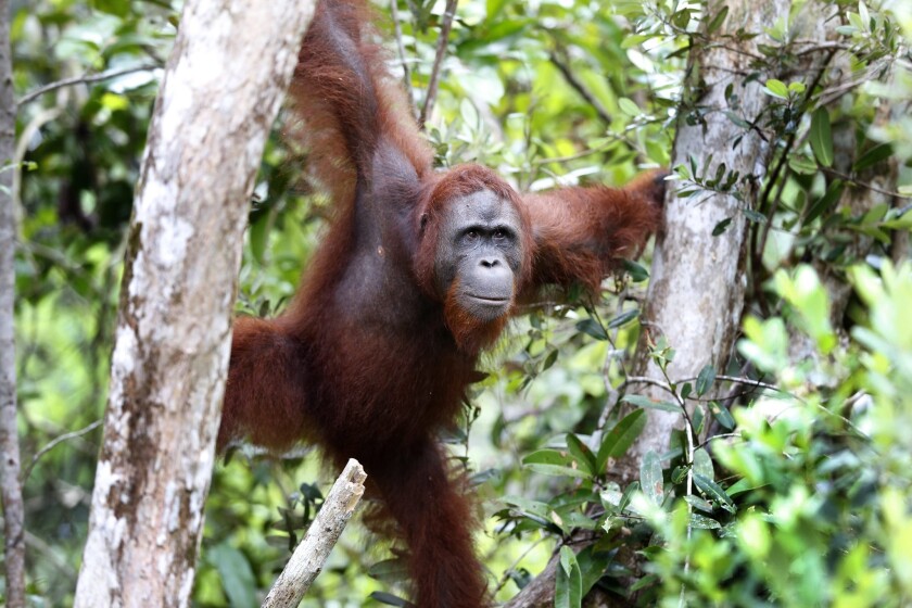 An orangutan at Tanjung Puting National Park in Kalimantan, Indonesia. The camp was started in 1971 to study and rehabilitate orangutans. Orangutans are listed as an endangered species in Borneo, and are only found in the wild in Borneo and Sumatra, where they are in severe decline. Habitat destruction is their main threat, as logging and conversion of forest to palm oil plantations, mining and forest fires continue to destroy and threaten their forest.