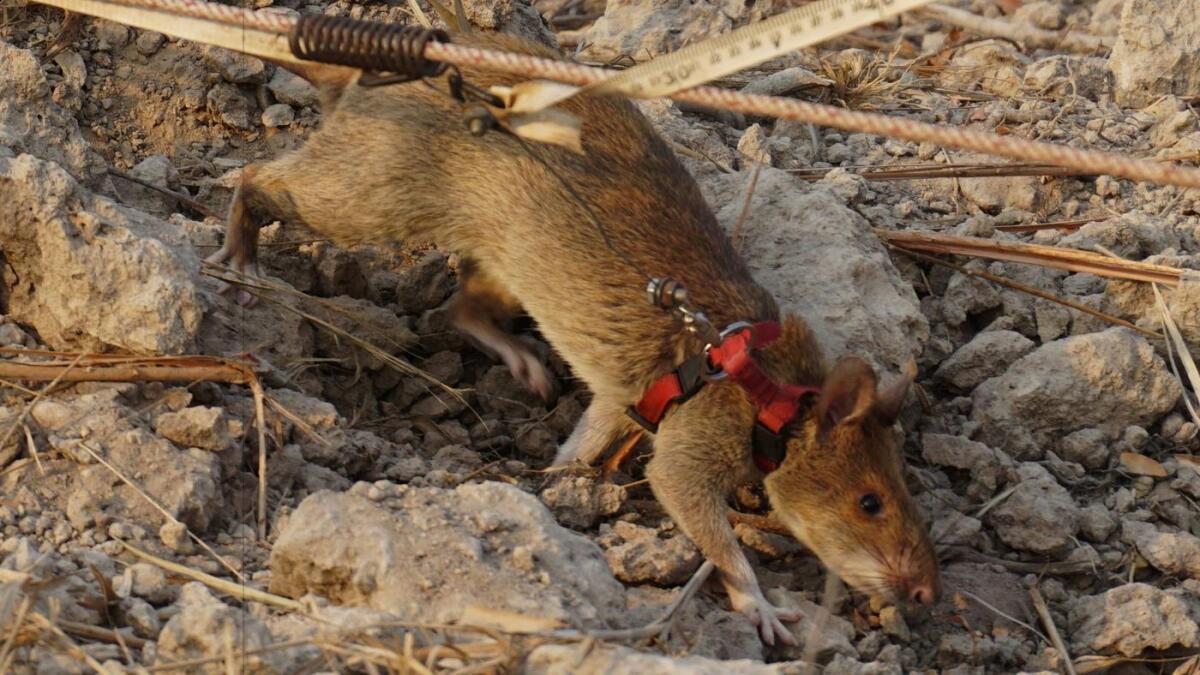 Una gigante rata de abazones africana busca explosivos en un supuesto campo de minas de Camboya. El roedor lleva un arnés conectado a una cuerda entre dos manipuladores, que se encuentran fuera de la zona de peligro.