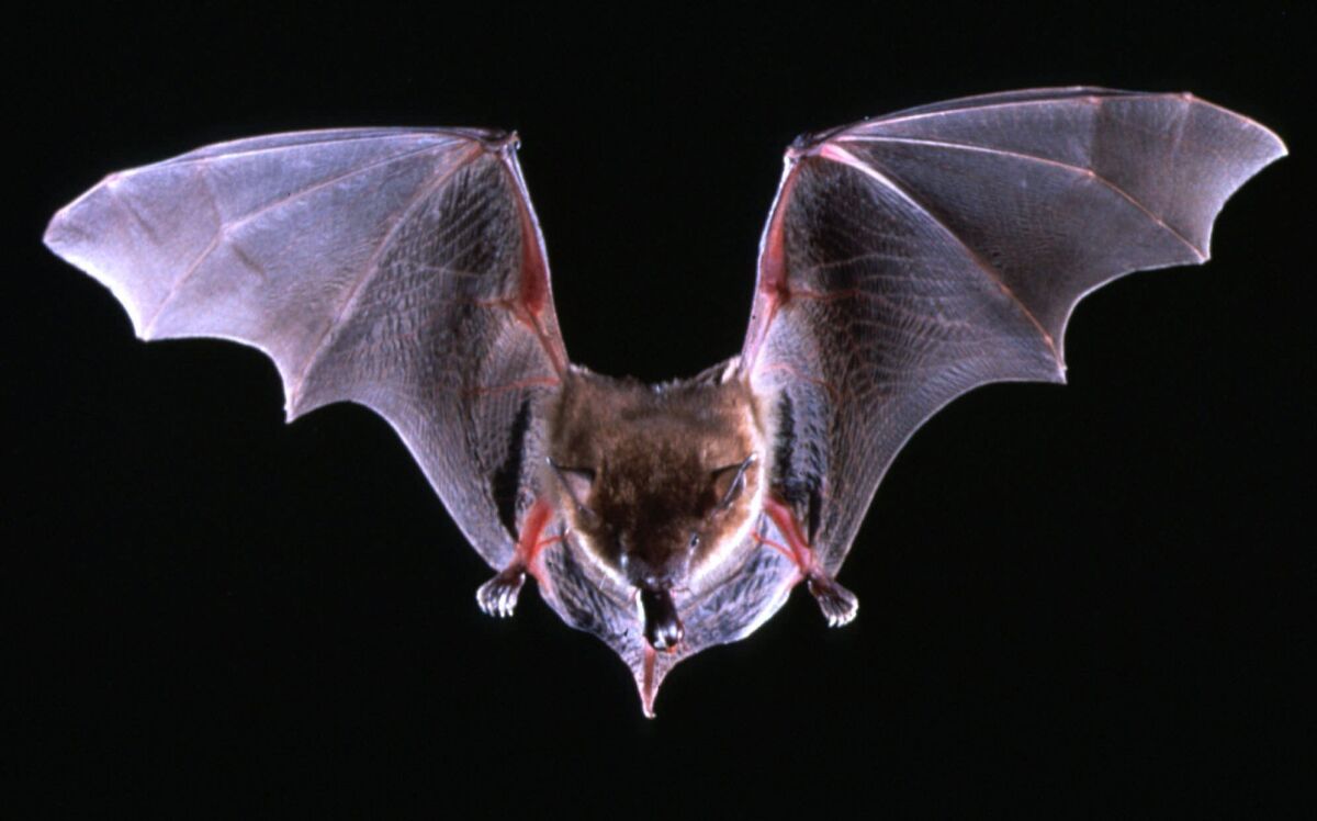 A brown bat flies with a beetle in its mouth in this undated file photo.