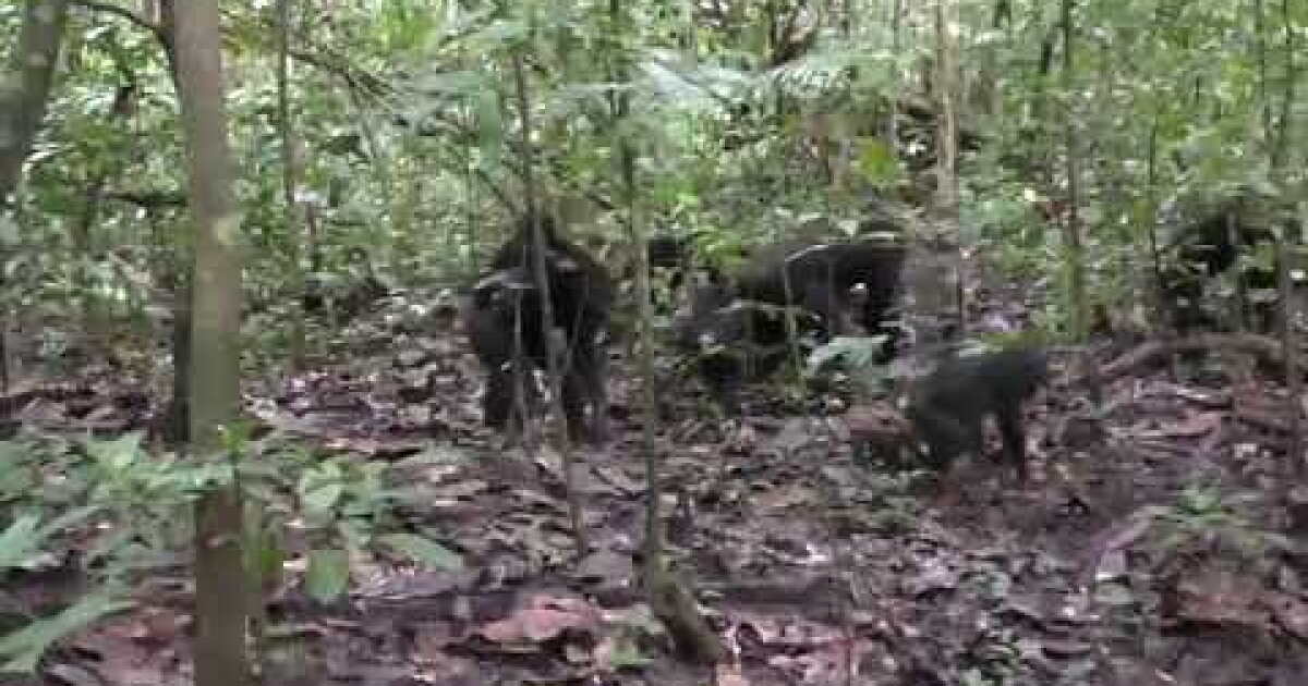 Chimpanzees patrol and encounter rival groups - Los Angeles Times