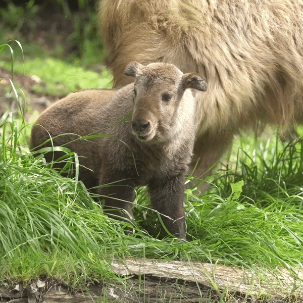 Mei Ling, a golden takin born at the San Diego Zoo, is growing quickly.