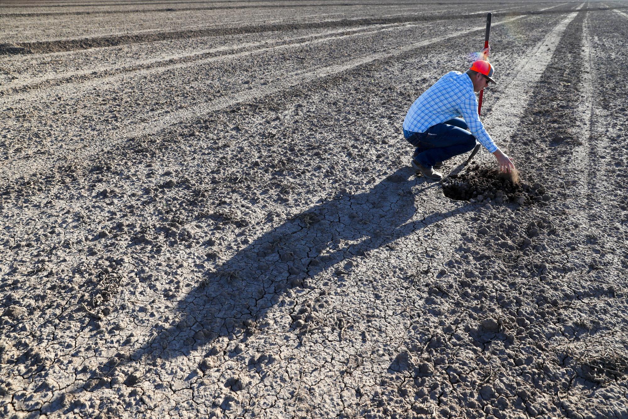 Imperial Valley farmer Trevor Tagg digs into the soil at one of his alfalfa plots.