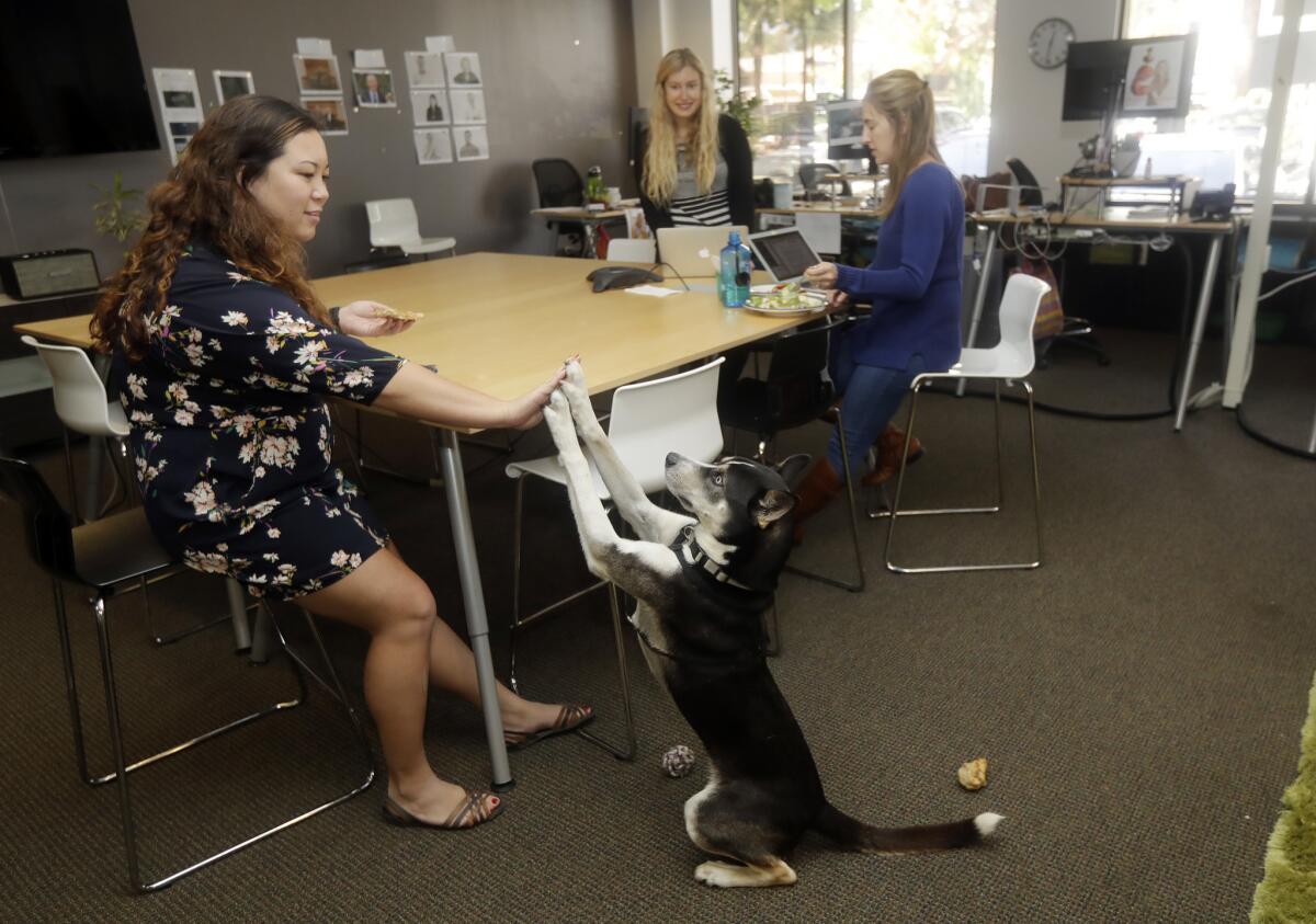 Rosie Brown juguetea con Bowie, una cruza de husky de 2 años, en las oficinas de Sterling Communications en Los Gatos, California.