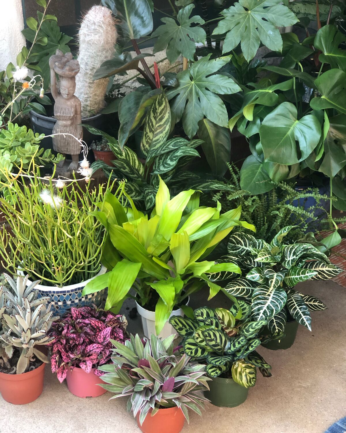 A selection of plants at Jungle Fever San Diego