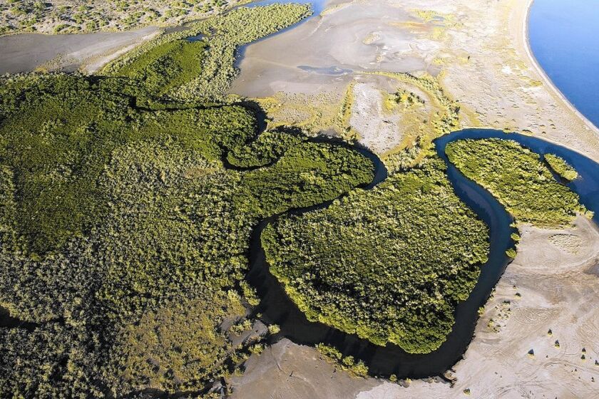 Mangroves along the desert coast of Baja California have surprisingly high rates of sequestering carbon underground, a new study says.