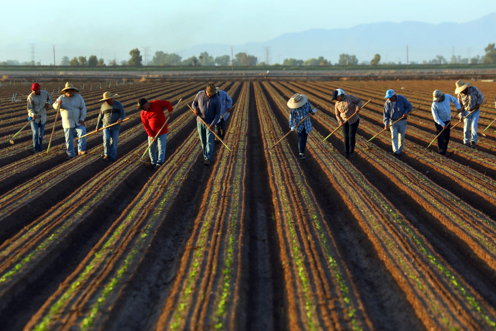 Farmworkers weed rows of romaine lettuce.