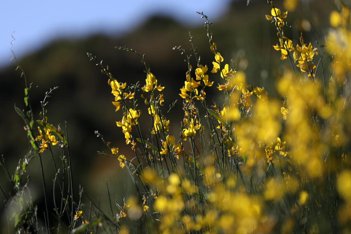 Wildflowers bloom at Wheeler Gorge Campground in Los Padres National Forest.