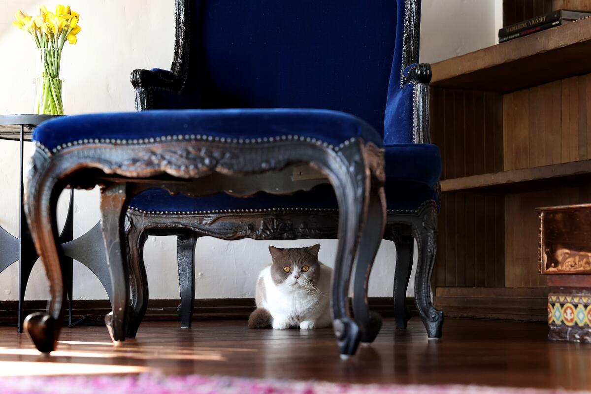 A silver and white cat sits under a velvet chair