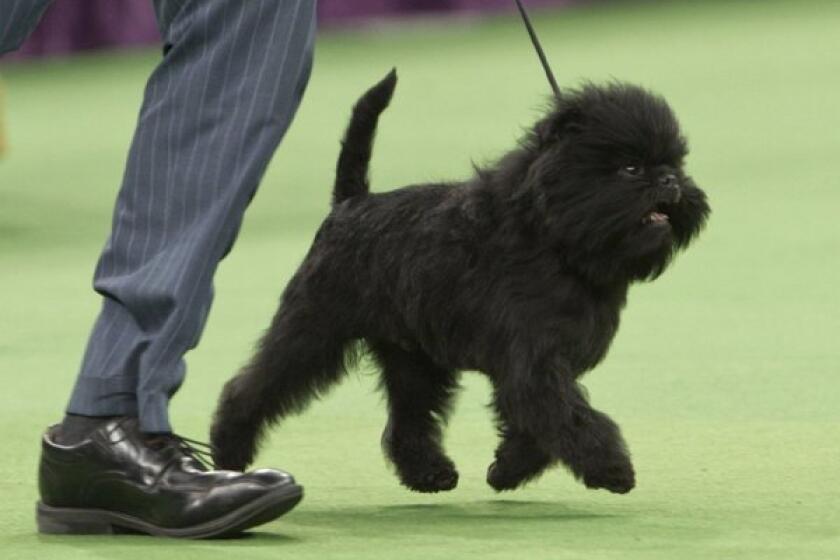 This affenpinscher, Banana Joe, won best in show at February's Westminster Kennel Club dog show in New York. An analysis of medical records of more than 90,000 dogs revealed that purebreds like Banana Joe aren't always more likely to suffer genetic disorders than mixed breeds.