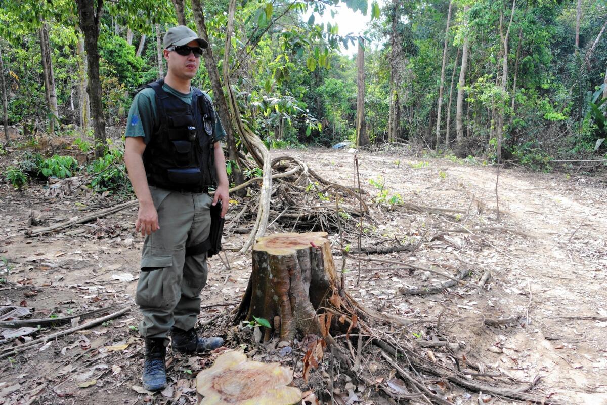 A Brazilian environmental officer stands next to a tree stump